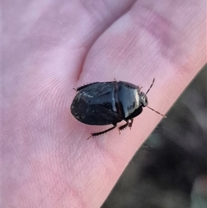 Adrisa sp. (genus) (Burrowing Bug) at Bungendore, NSW by clarehoneydove