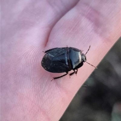 Adrisa sp. (genus) (Burrowing Bug) at Bungendore, NSW - 13 Jan 2025 by clarehoneydove