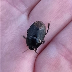 Adrisa sp. (genus) at Bungendore, NSW - suppressed