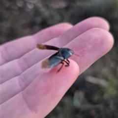 Adrisa sp. (genus) at Bungendore, NSW - suppressed