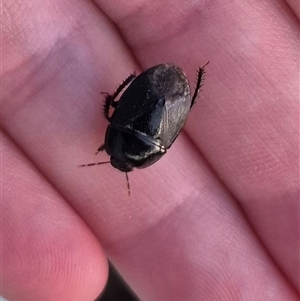 Adrisa sp. (genus) at Bungendore, NSW - suppressed