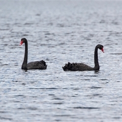 Cygnus atratus (Black Swan) at Kingston on Murray, SA - 27 Oct 2022 by AlisonMilton