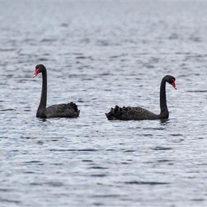 Cygnus atratus (Black Swan) at Kingston on Murray, SA by AlisonMilton