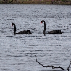 Cygnus atratus at Kingston on Murray, SA - 27 Oct 2022 12:10 PM