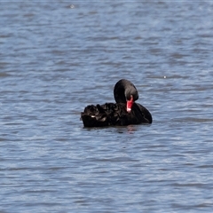 Cygnus atratus at Kingston on Murray, SA - 27 Oct 2022 12:10 PM