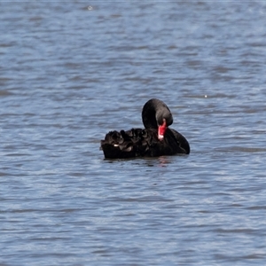 Cygnus atratus at Kingston on Murray, SA - 27 Oct 2022 12:10 PM