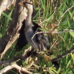 Microcarbo melanoleucos (Little Pied Cormorant) at Bongaree, QLD - 13 Jan 2025 by lbradley