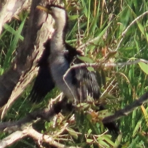 Egretta novaehollandiae at Bongaree, QLD by lbradley