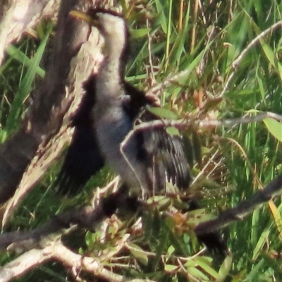 Microcarbo melanoleucos (Little Pied Cormorant) at Bongaree, QLD - 13 Jan 2025 by lbradley