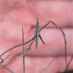 Keyacris scurra (Key's Matchstick Grasshopper) at Bungendore, NSW - 13 Jan 2025 by clarehoneydove