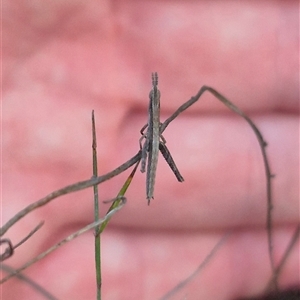 Keyacris scurra at Bungendore, NSW - 13 Jan 2025