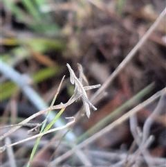 Keyacris scurra at Bungendore, NSW - 13 Jan 2025