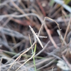 Keyacris scurra at Bungendore, NSW - 13 Jan 2025