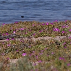 Carpobrotus sp. at Kingston on Murray, SA - 27 Oct 2022 by AlisonMilton