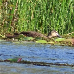 Anas superciliosa (Pacific Black Duck) at Bongaree, QLD - 13 Jan 2025 by lbradley