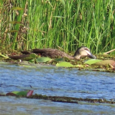 Anas superciliosa (Pacific Black Duck) at Bongaree, QLD - 13 Jan 2025 by lbradley