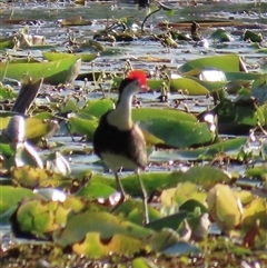 Irediparra gallinacea (Comb-crested Jacana) at Bongaree, QLD - 13 Jan 2025 by lbradley