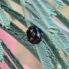 Orcus australasiae at Bungendore, NSW - suppressed