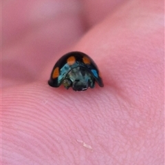 Orcus australasiae at Bungendore, NSW - suppressed