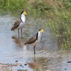 Vanellus miles (Masked Lapwing) at Overland Corner, SA - 27 Oct 2022 by AlisonMilton