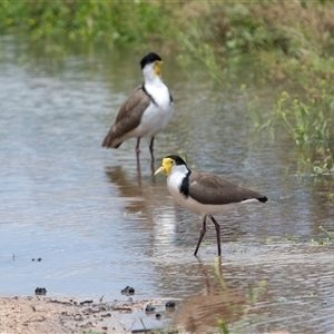 Vanellus miles at Overland Corner, SA - 27 Oct 2022 02:10 PM