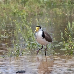 Vanellus miles at Overland Corner, SA - 27 Oct 2022 02:10 PM