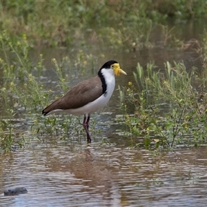 Vanellus miles at Overland Corner, SA - 27 Oct 2022 02:10 PM