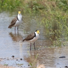 Vanellus miles at Overland Corner, SA - 27 Oct 2022 02:10 PM