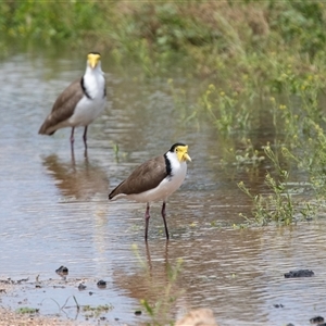 Vanellus miles at Overland Corner, SA - 27 Oct 2022 02:10 PM