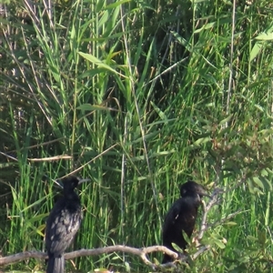 Phalacrocorax sulcirostris at Bongaree, QLD by lbradley