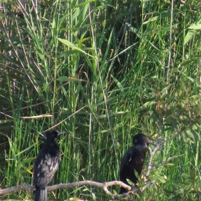 Phalacrocorax sulcirostris (Little Black Cormorant) at Bongaree, QLD - 13 Jan 2025 by lbradley