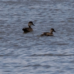 Anas gracilis (Grey Teal) at Kingston on Murray, SA - 27 Oct 2022 by AlisonMilton