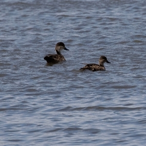 Anas gracilis at Kingston on Murray, SA - 27 Oct 2022 12:09 PM