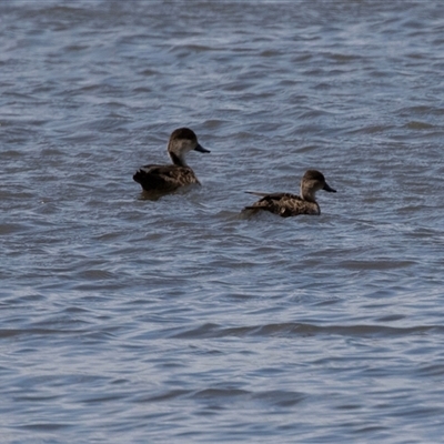 Anas gracilis (Grey Teal) at Kingston on Murray, SA - 27 Oct 2022 by AlisonMilton