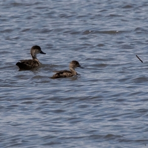 Anas gracilis at Kingston on Murray, SA - 27 Oct 2022 12:09 PM