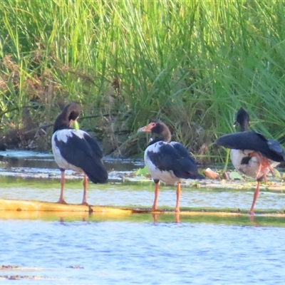 Anseranas semipalmata (Magpie Goose) at Bongaree, QLD - 13 Jan 2025 by lbradley