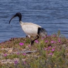 Threskiornis molucca (Australian White Ibis) at Kingston on Murray, SA - 27 Oct 2022 by AlisonMilton