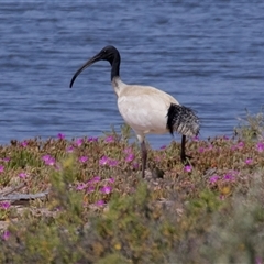 Threskiornis molucca at Kingston on Murray, SA - 27 Oct 2022 12:14 PM