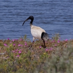 Threskiornis molucca at Kingston on Murray, SA - 27 Oct 2022 12:14 PM