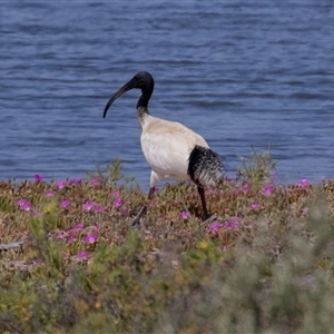 Threskiornis molucca at Kingston on Murray, SA - 27 Oct 2022 12:14 PM