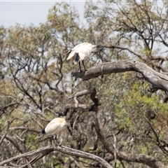 Threskiornis molucca at Kingston on Murray, SA - 27 Oct 2022 12:14 PM