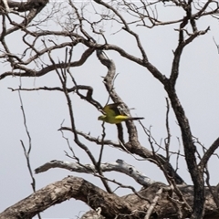 Polytelis anthopeplus monarchoides (Regent Parrot) at Kingston on Murray, SA - 27 Oct 2022 by AlisonMilton