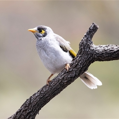 Manorina melanocephala (Noisy Miner) at Kingston on Murray, SA - 27 Oct 2022 by AlisonMilton