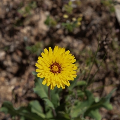 Unidentified Daisy at Kingston on Murray, SA - 27 Oct 2022 by AlisonMilton