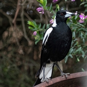 Gymnorhina tibicen (Australian Magpie) at Overland Corner, SA by AlisonMilton