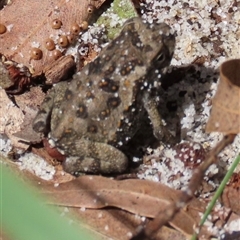 Unidentified Frog at Woorim, QLD - 13 Jan 2025 by lbradley