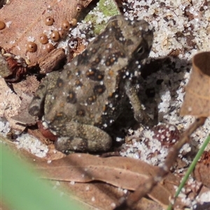 Unidentified Frog at Woorim, QLD by lbradley