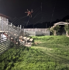 Unidentified Orb-weaving spider (several families) at Gilmore, ACT - 13 Jan 2025 by Melmo