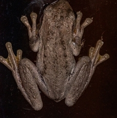 Litoria peronii (Peron's Tree Frog, Emerald Spotted Tree Frog) at Wallaroo, NSW - 12 Jan 2025 by Jek