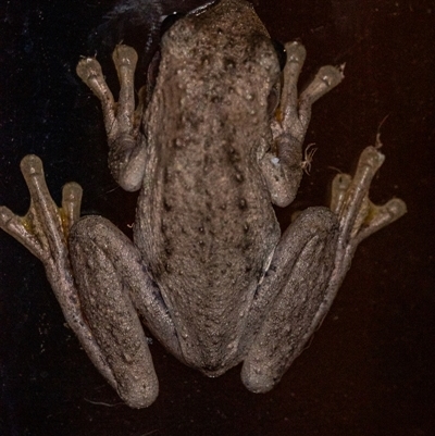 Litoria peronii (Peron's Tree Frog, Emerald Spotted Tree Frog) at Wallaroo, NSW - 12 Jan 2025 by Jek